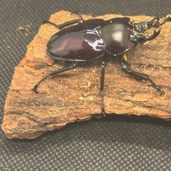 ニジイロクワガタ　ペア
の画像