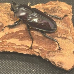 ニジイロクワガタ　ペア
の画像