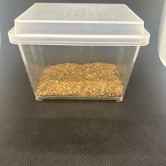 ニジイロクワガタ　ペア
の画像