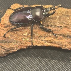 ニジイロクワガタ　ペア
の画像