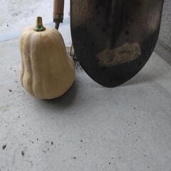 カボチャ（バターナッツ）の画像