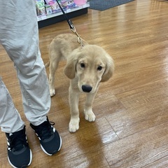 至急里親様募集します。