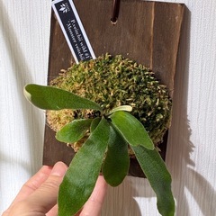 ビカクシダ　板付け　P.veitchii wild #1 Monster veitchiiの画像