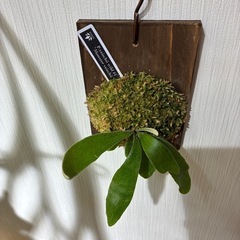 ビカクシダ　板付け　P.veitchii wild #1 Monster veitchiiの画像