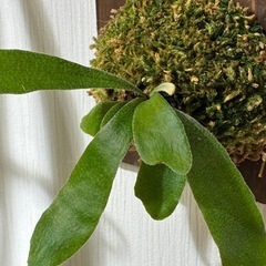 ビカクシダ　板付け　P.veitchii wild #1 Monster veitchiiの画像