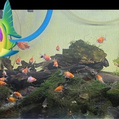 金魚　稚魚の画像