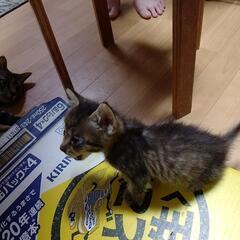 子猫産まれました