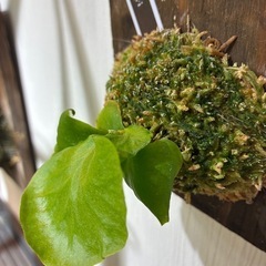 ビカクシダ　板付け　P.Ridleyiの画像