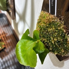 ビカクシダ　板付け　P.Ridleyiの画像
