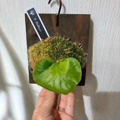 ビカクシダ　板付け　P.Ridleyiの画像