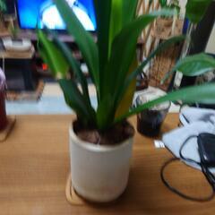 観葉植物の画像