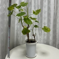 植物　ゼラニウム　ピンクの画像
