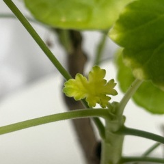 植物　ゼラニウム　ピンクの画像