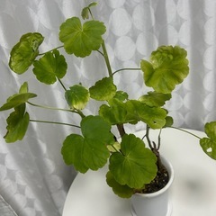 植物　ゼラニウム　ピンクの画像