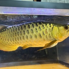 アロワナ　60cmの画像