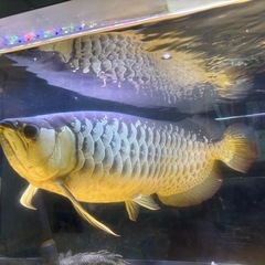 アロワナ　60cmの画像