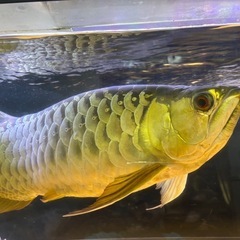 アロワナ　60cmの画像