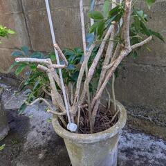 植物③種 無料の画像