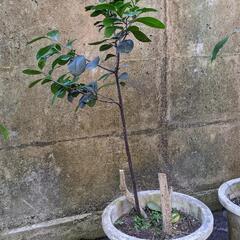 植物③種 無料の画像