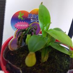 食虫植物 吊り鉢 ネペンテスの画像
