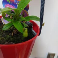 食虫植物 吊り鉢 ネペンテスの画像