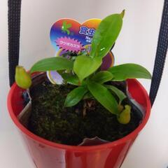 食虫植物 吊り鉢 ネペンテスの画像