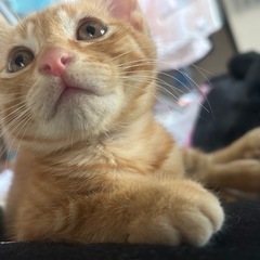茶トラのオス子猫とキジ猫のオス猫