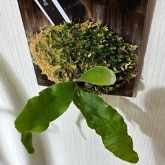 ビカクシダ　板付け　P.changの画像