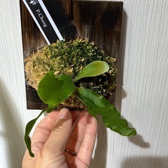 ビカクシダ　板付け　P.changの画像