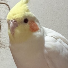 ◾️探してます！池田周辺◾️オカメインコの情報をください！