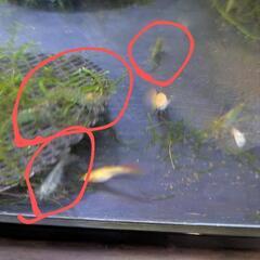 ミナミヌマエビ10匹の画像