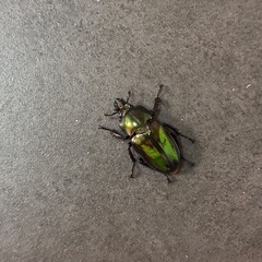 【成虫ペア】ニジイロクワガタの画像