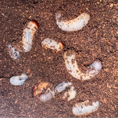 カブトムシの幼虫 / 一匹50円の画像