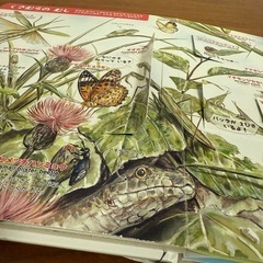 まどあけずかん むし 英語つきの画像