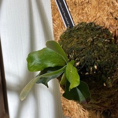 ビカクシダ　板付け　P.willinckii 'Scofield Tatsutaの画像