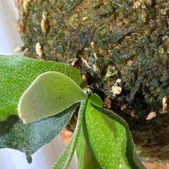 ビカクシダ　板付け　P.willinckii 'Scofield Tatsutaの画像