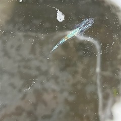 サファイアメダカの卵10個の画像