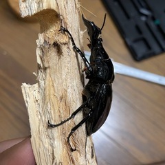 タランドゥスオオツヤクワガタ♂単の画像