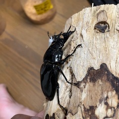 タランドゥスオオツヤクワガタ♂単の画像