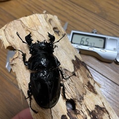 タランドゥスオオツヤクワガタ♂単の画像