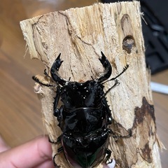 タランドゥスオオツヤクワガタ♂単の画像