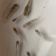 ユリシスメダカの卵10個の画像