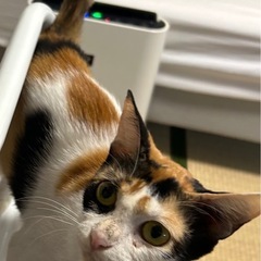 スリゴロ美人な三毛猫さん🤎