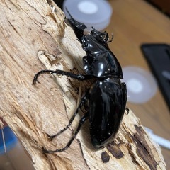 タランドゥスオオツヤクワガタ♂単の画像