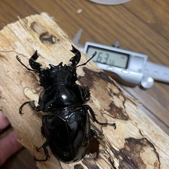 タランドゥスオオツヤクワガタ♂単の画像