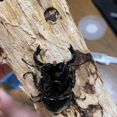 タランドゥスオオツヤクワガタ♂単の画像