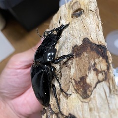タランドゥスオオツヤクワガタ♂単の画像