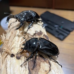 タランドゥスオオツヤクワガタペアの画像