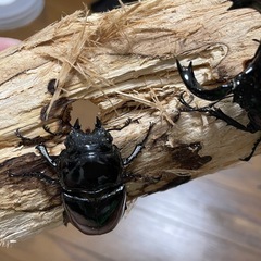 タランドゥスオオツヤクワガタペアの画像