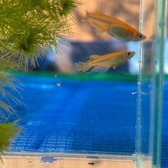 ふーはー1ペアの画像